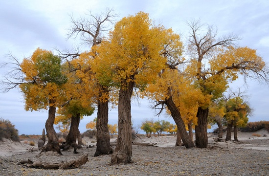 The Euphrates Poplar Forests With thousands years history