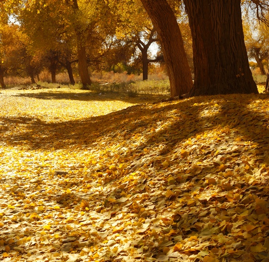 The Euphrates Poplar Forests With thousands years history