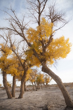 The Euphrates Poplar Forests With thousands years history