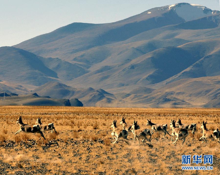 西藏阿里:野生动物的乐园